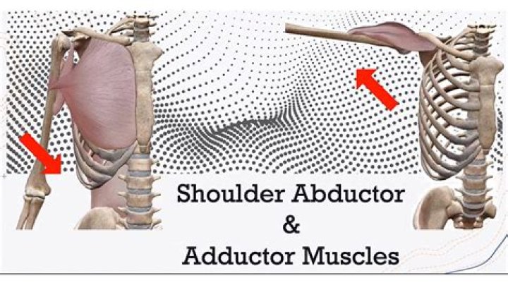 What muscles do horizontal adduction of the shoulder?