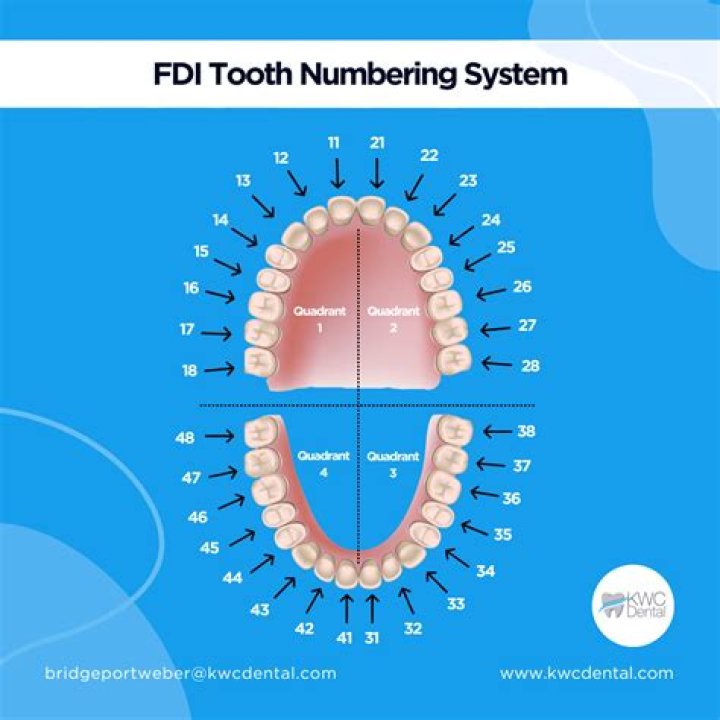 What numbering system do dentists use?