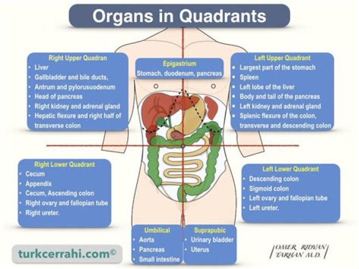 What organ is on the right lower side?