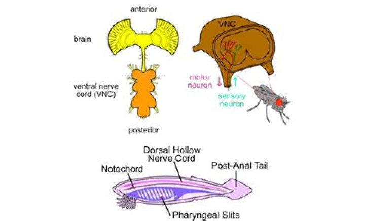 What organisms have a dorsal nerve cord?