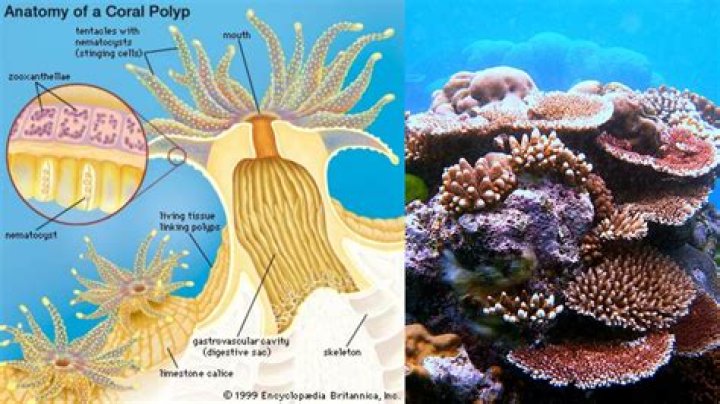 What organisms live in the coral reef?