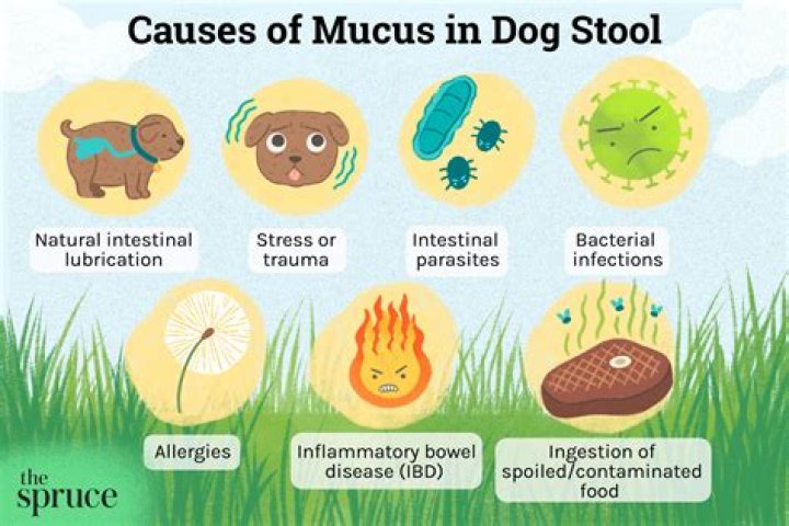 What parasite causes yellow poop in dogs?