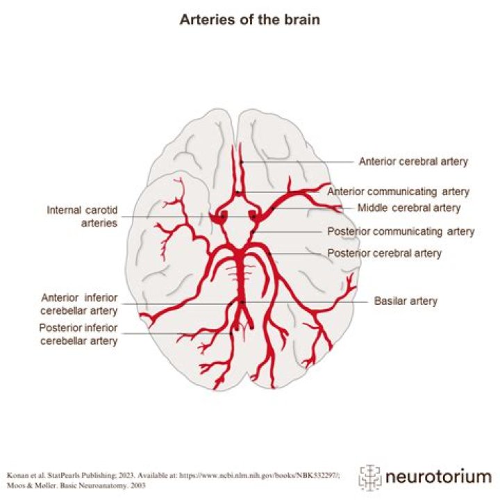 What part of the brain does the middle cerebral artery supply?