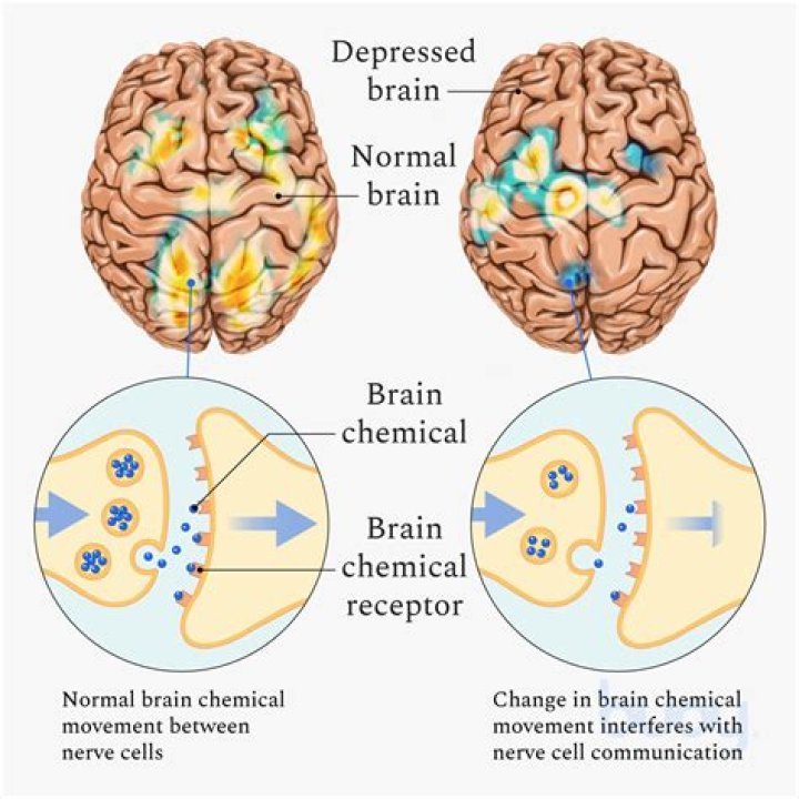 What part of the brain is associated with risk taking?