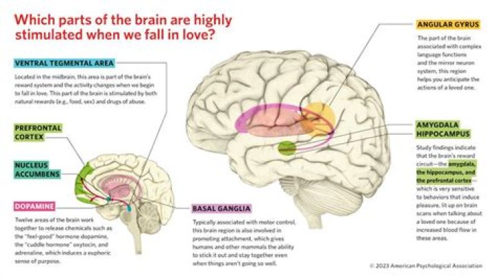 What part of the brain is damaged in CTE?