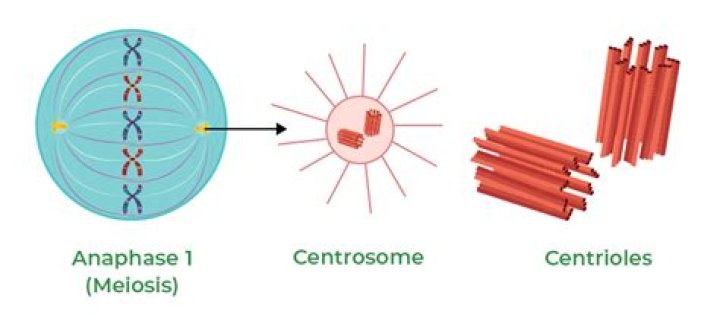 What phase are centrosomes replicated?