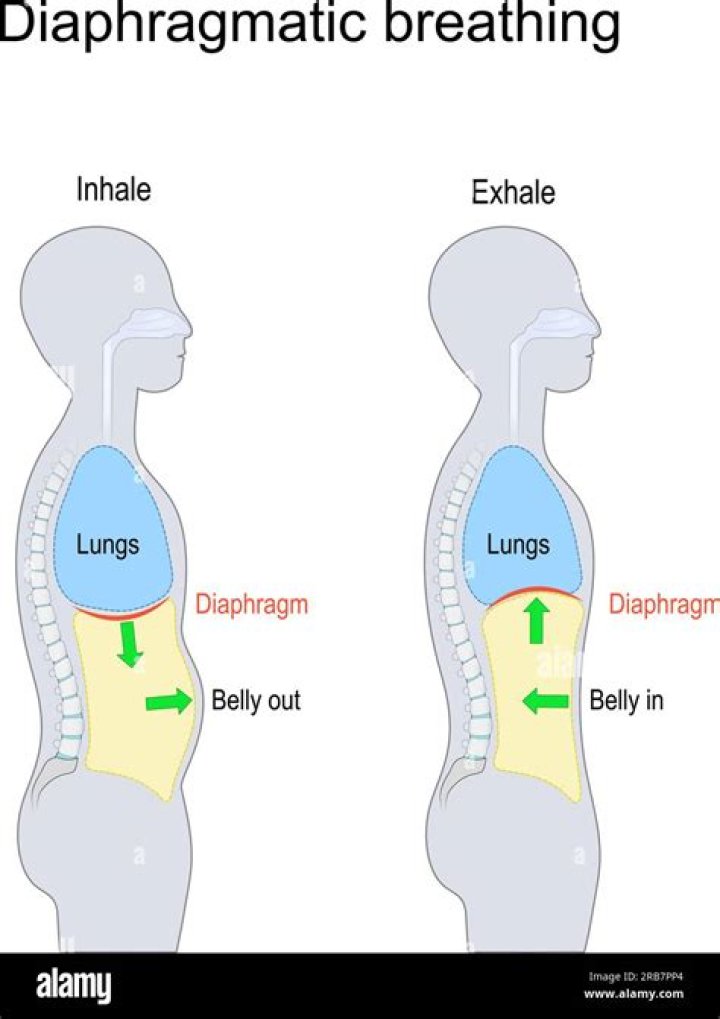What phase does the diaphragm contract?