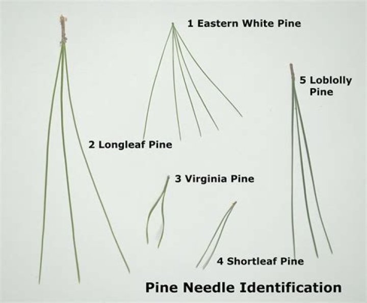 What pine has 3 needles per fascicle?