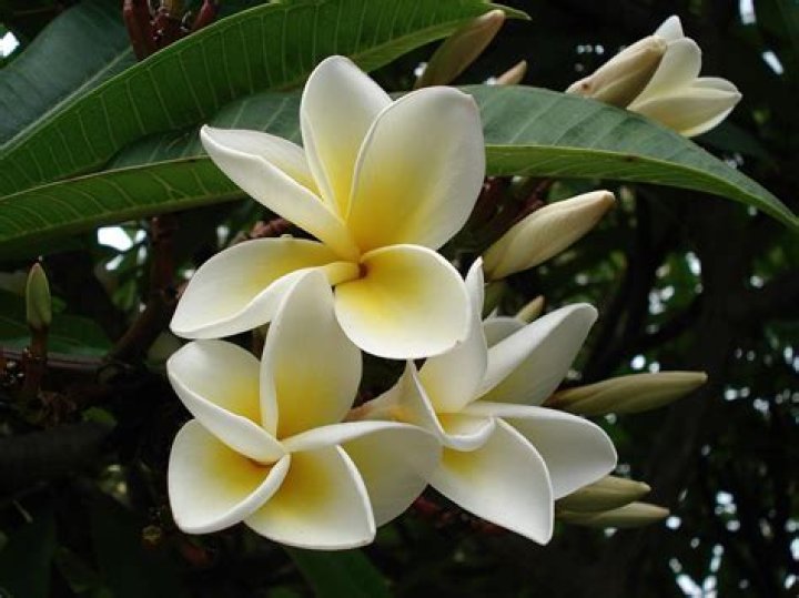 What plant has the strongest fragrance?
