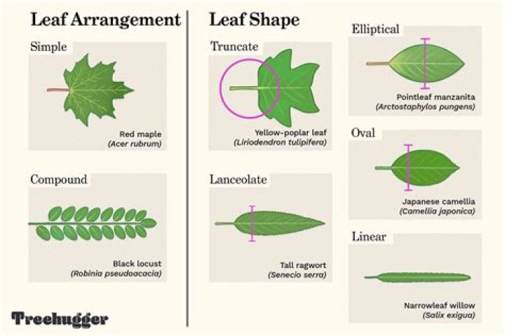 What plants have a linear leaf?