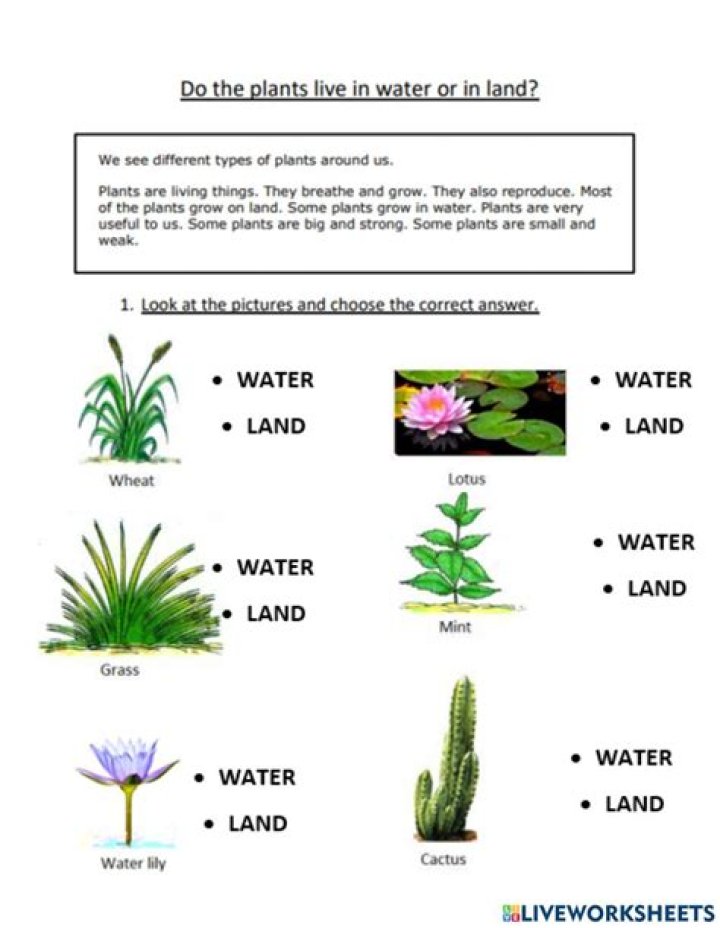 What plants live on land and water?