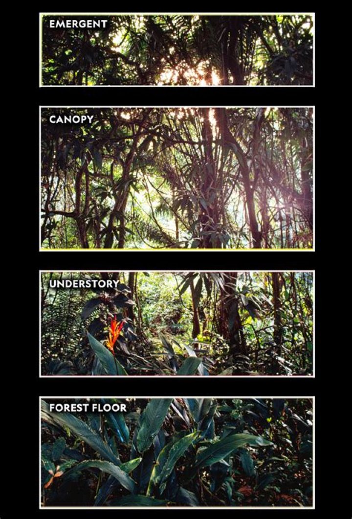 What plants live on the forest floor layer?