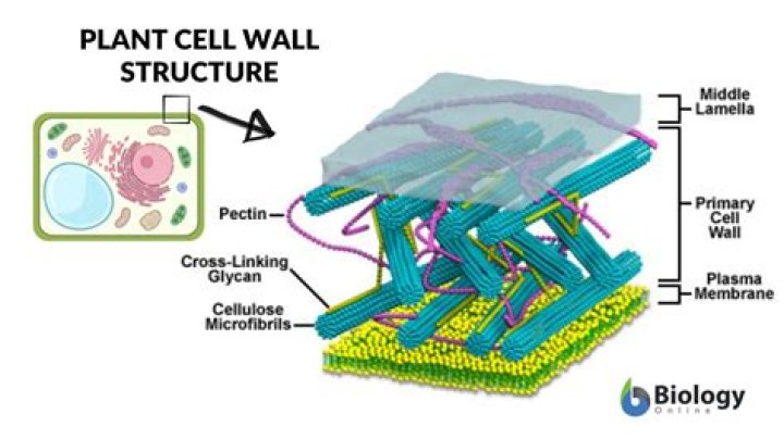What polysaccharides make up plant cell walls?