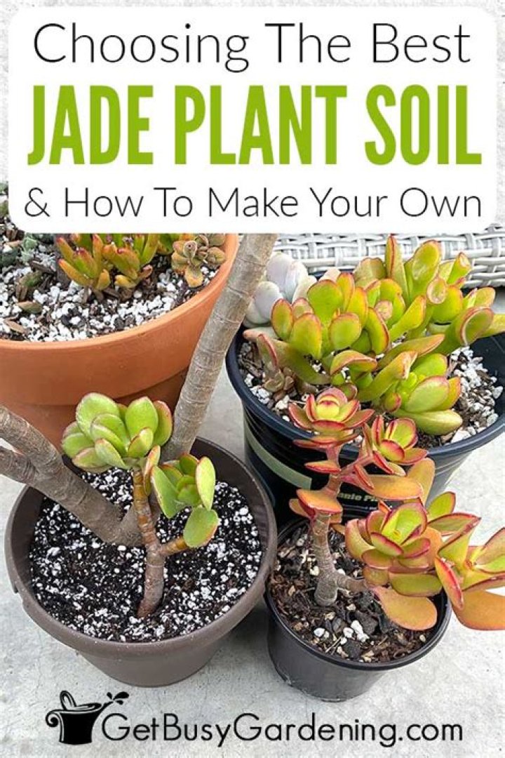 What potting soil do I use for succulents?