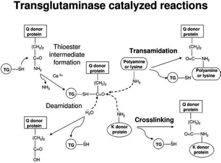 What reaction is catalysed by transglutaminase?