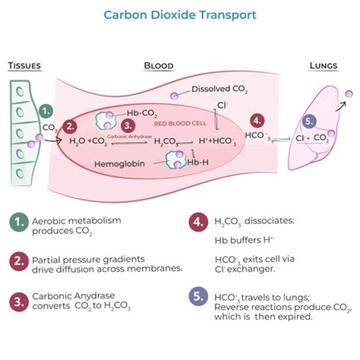 What removes carbon dioxide from CO2 in the body?