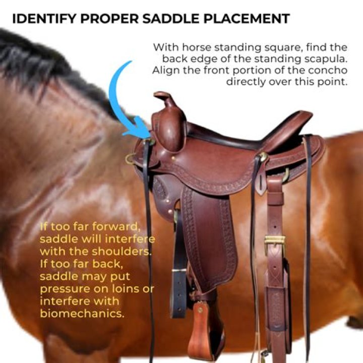 What saddles are best for gaited horses?