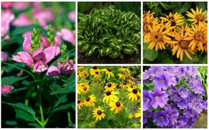 What shade perennials can be planted in the fall?