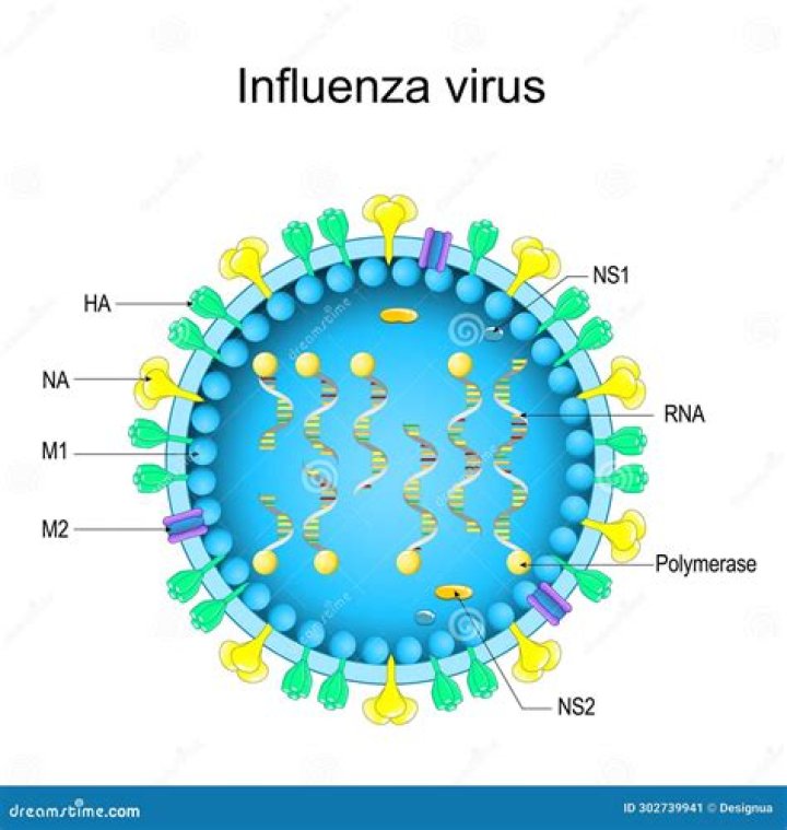 What shape capsid is influenza?