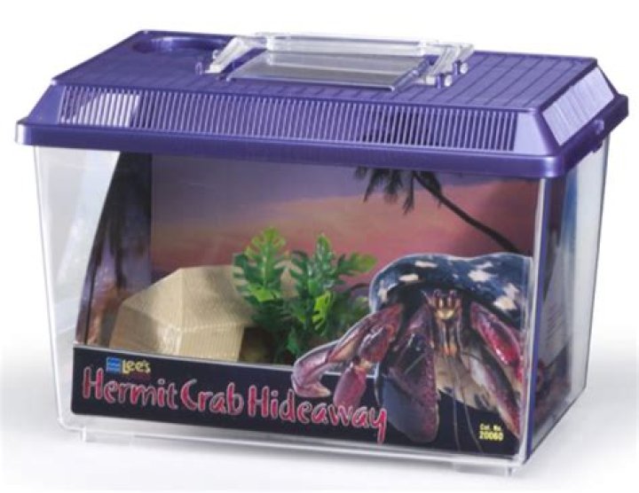 What should a hermit crab habitat look like?