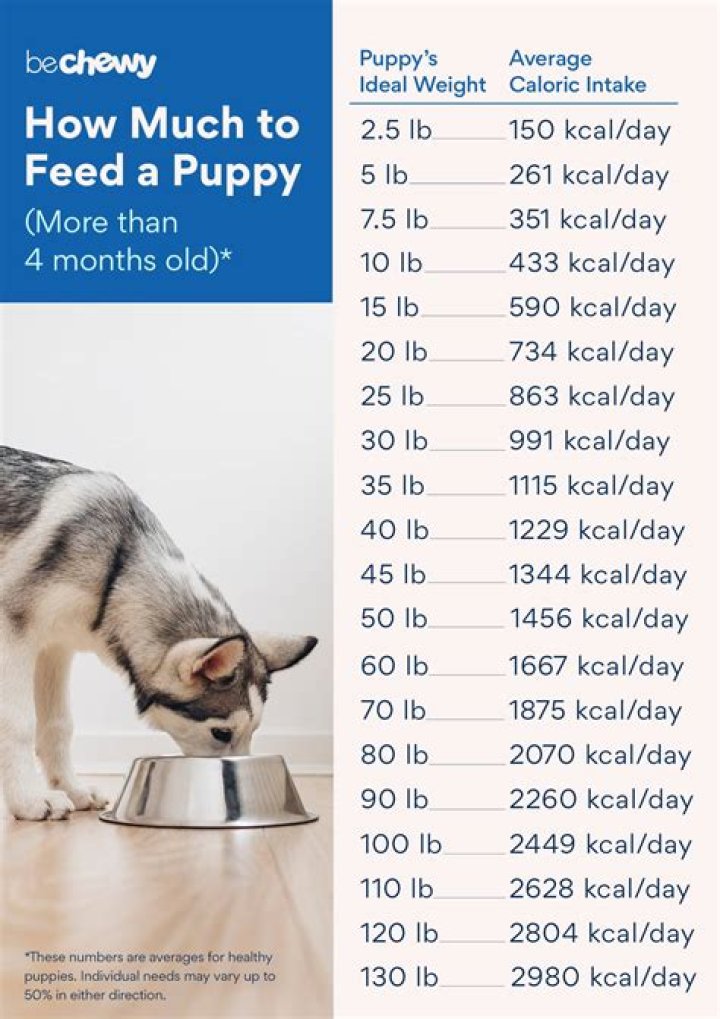 What should be the diet of a 2 month old puppy?