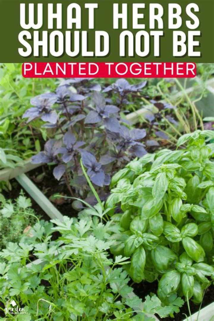 What should you not plant near herbs?