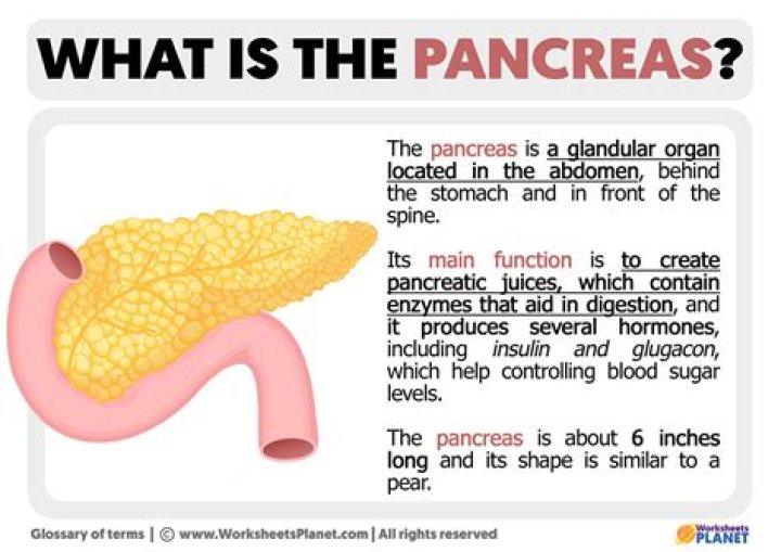 What side is your pancreas on a woman?