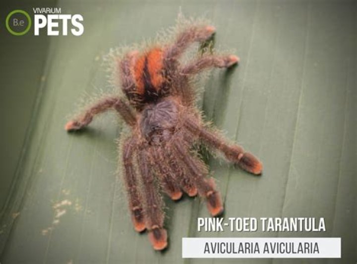 What size enclosure does a pink toe tarantula need?