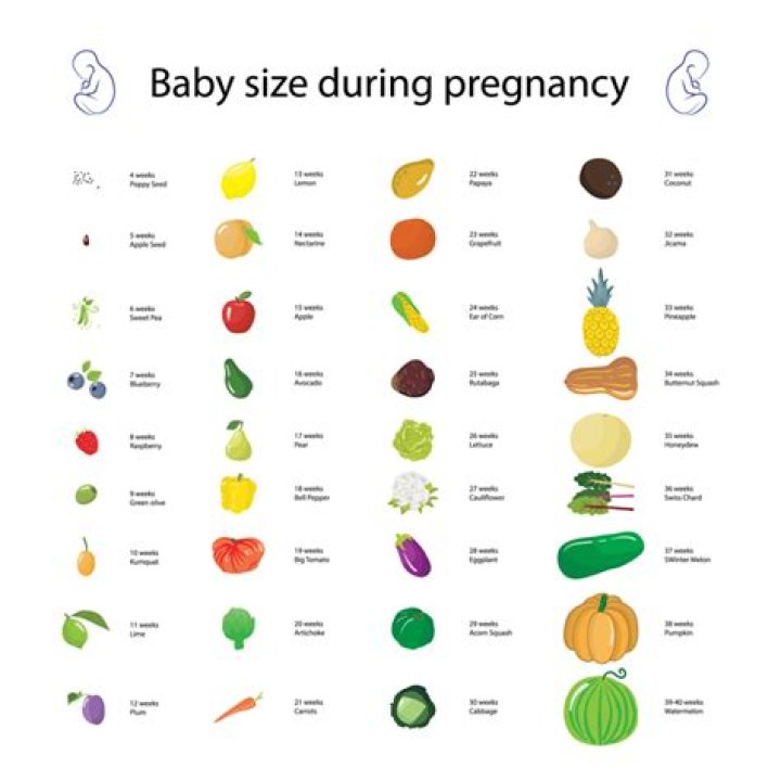 What size is a 23 week fetus?