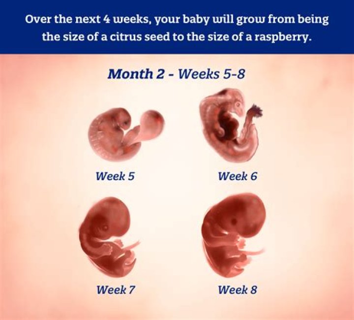 What size is baby at 7 weeks 3 days?