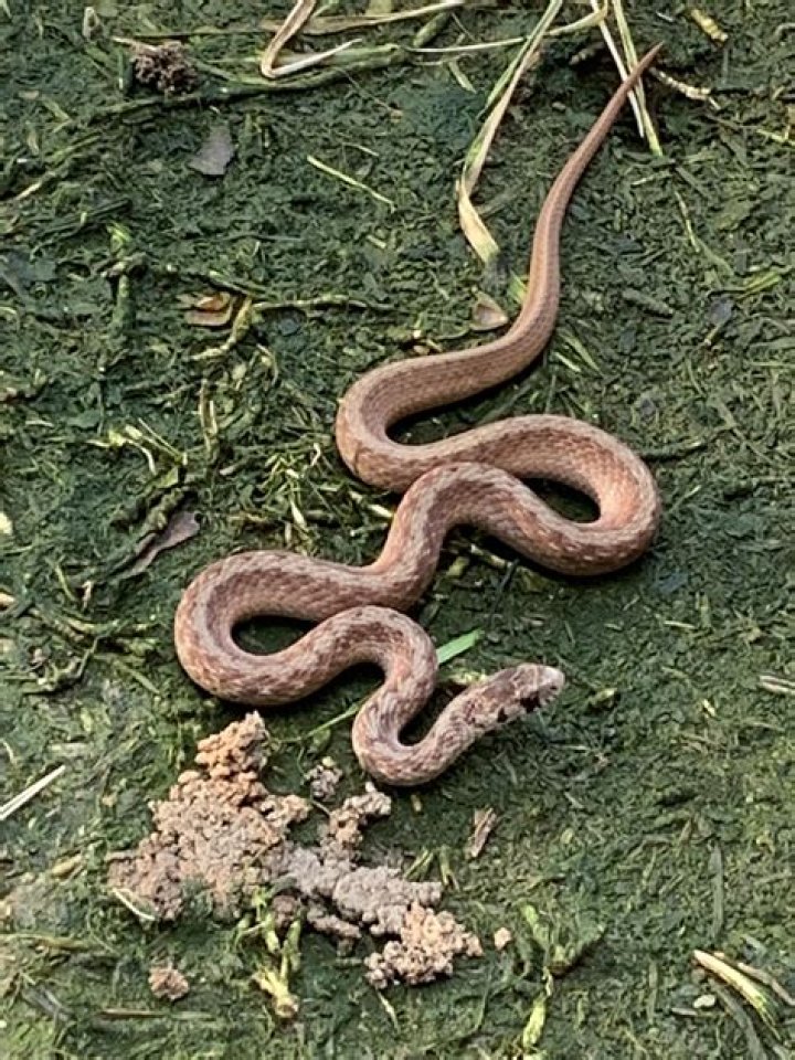 What snakes are in Wilmington NC?