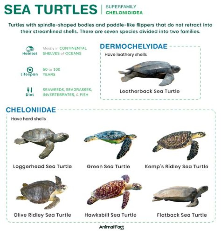 What species of sea turtles live in Florida?