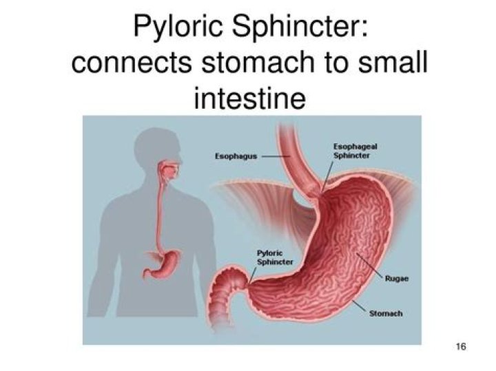 What sphincter connects stomach to duodenum?