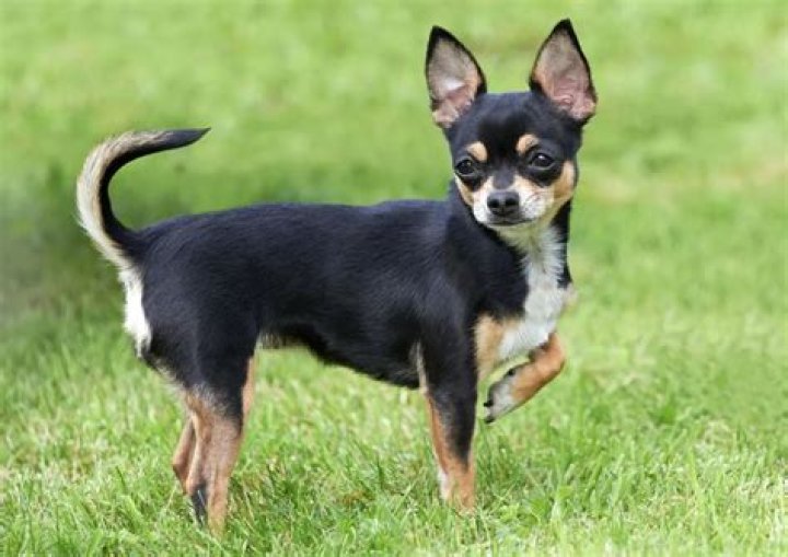 What stadium do the Chihuahuas play in?
