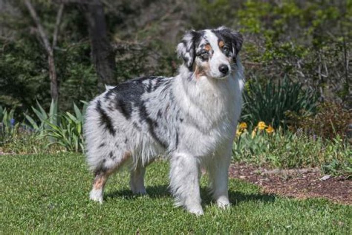 What state did the Australian Shepherd come from?