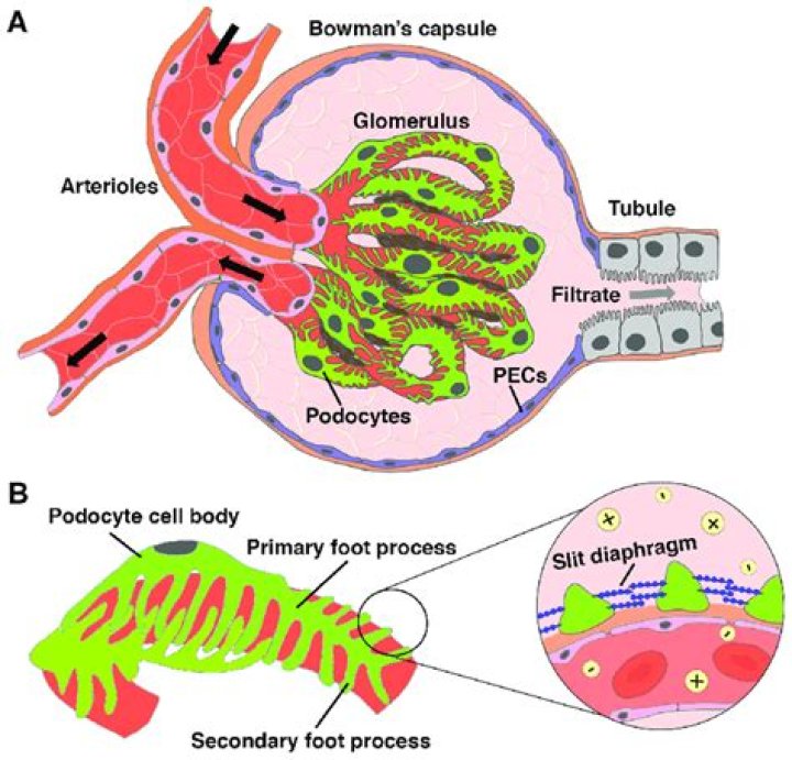 What surrounds each glomerulus?