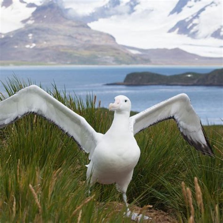What symbolic meaning explains why the albatross hung around the Mariners neck?