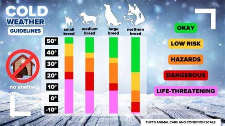 What temp is too cold for hamsters?
