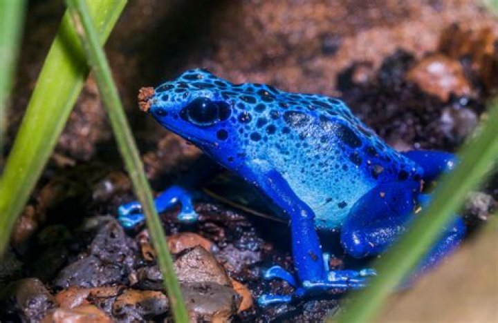 What temperature do dart frogs like?
