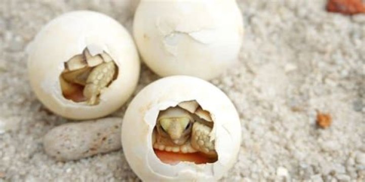 What temperature do you incubate Russian tortoise eggs?