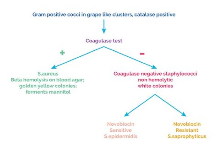 What test differentiate Staphylococcus micrococcus?