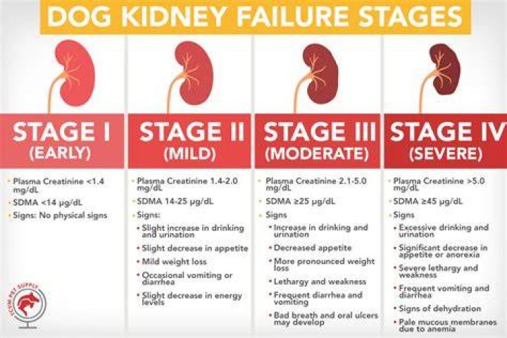 What tests are done to check kidney function in dogs?