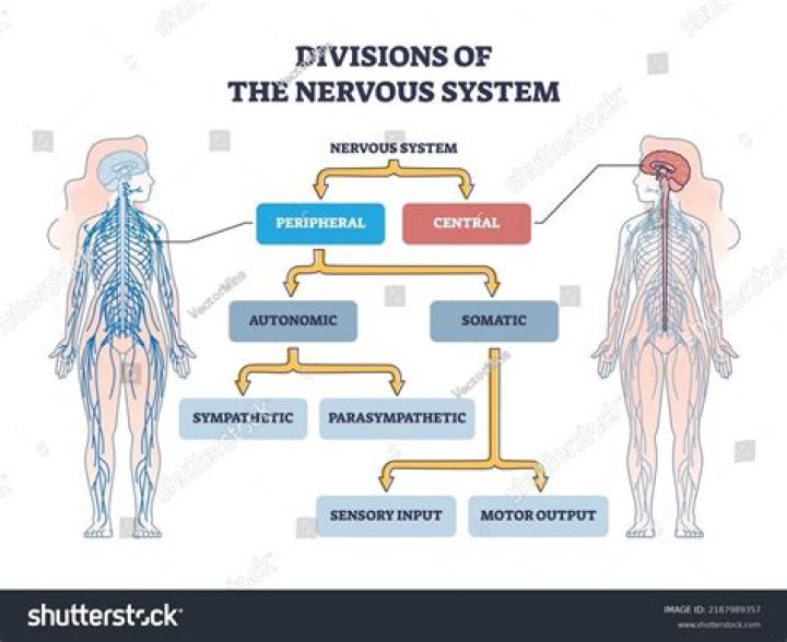 What three things make up the central nervous system?