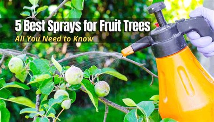 What time of year do you spray fruit trees?