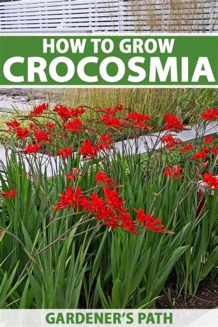 What time of year does Crocosmia flower?
