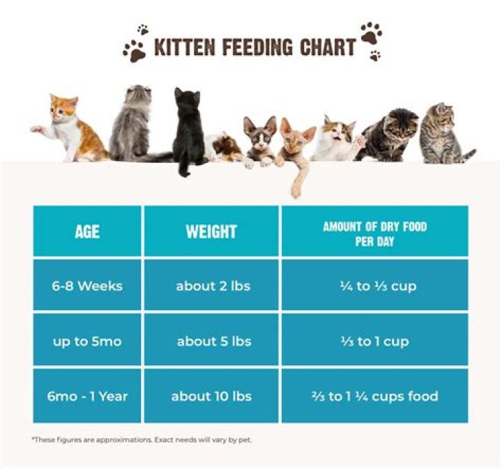 What time should I feed my feral cat?