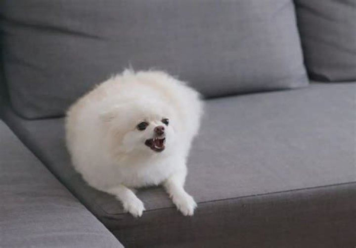 What to do when your dog bares his teeth?