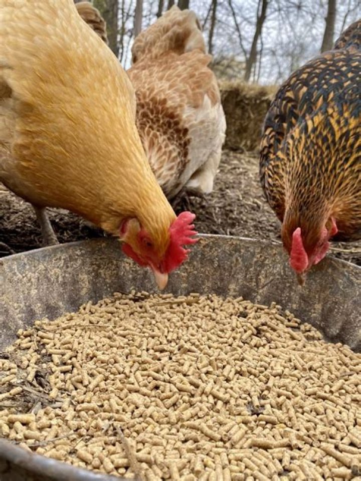 What to feed chickens that are 8 weeks old?