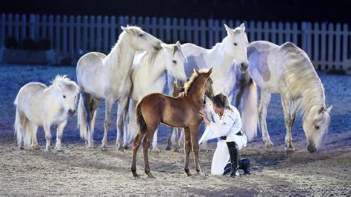 What to know about working with horses?