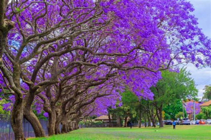 What tree is similar to Jacaranda?